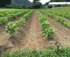 リリーのライダーズカフェ　丹波篠山　黒豆